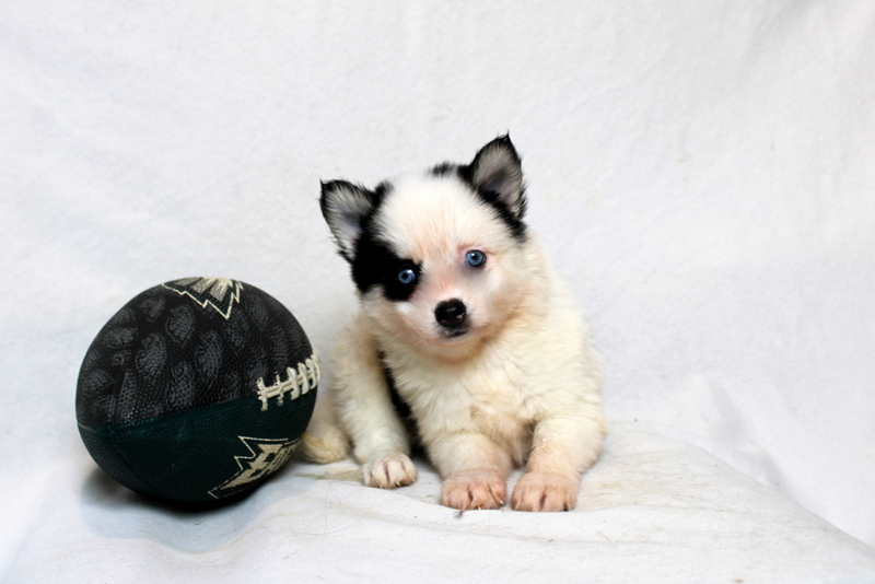 puppy, for, sale, Pomsky, Matthew B. Stoltzfus, dog, breeder, Gap, PA, dog-breeder, puppy-for-sale, forsale, nearby, find, puppyfind, locator, puppylocator, aca
